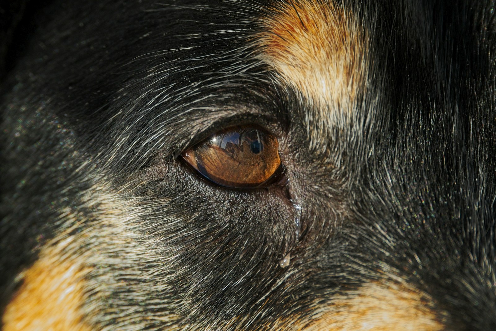 Close-up of a dog eye stye showing a small red bump on the eyelid margin near the lashes
