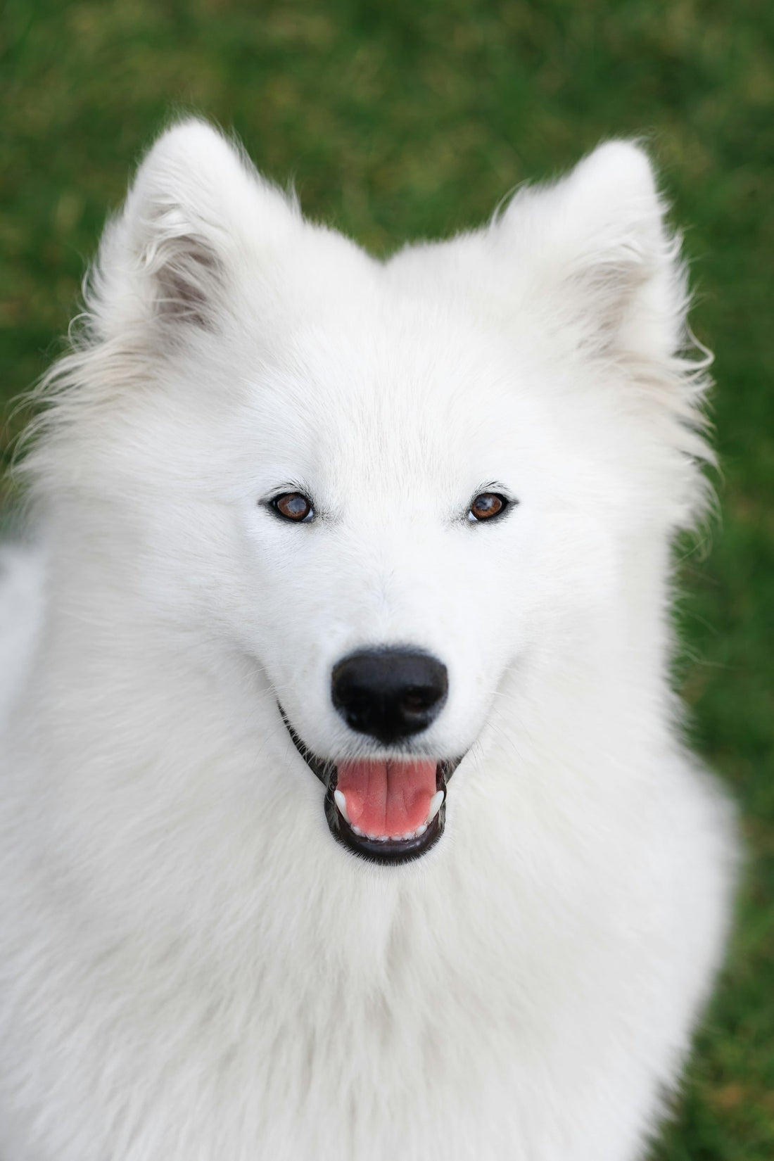Close-up of a white dog's eyes illustrating safe use of saline solution for dogs eyes and tear-stain care