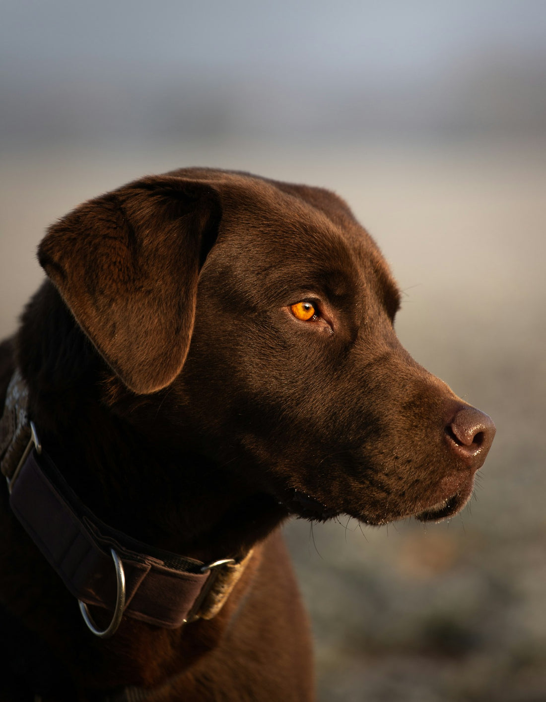 Close-up of a brown Labrador's eyes on a frosty morning illustrating uveitis in dogs and eye inflammation