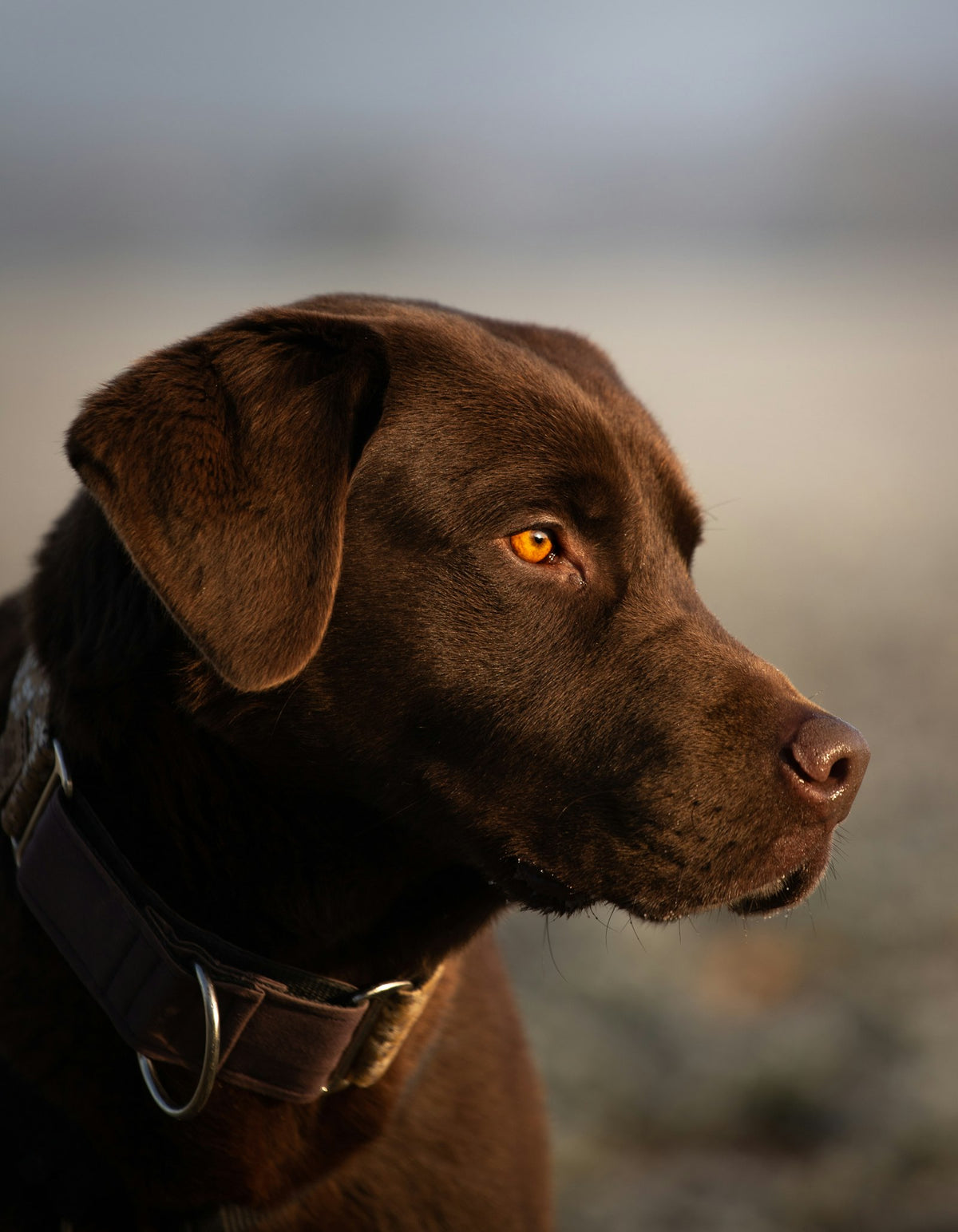 Close-up of a brown Labrador's eyes on a frosty morning illustrating uveitis in dogs and eye inflammation