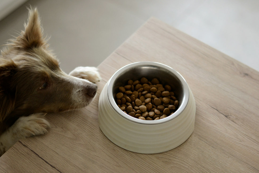 Nourriture probiotique pour chien en France — gouttes de probiotique liquide Pure Majesty Pets ajoutées à une gamelle