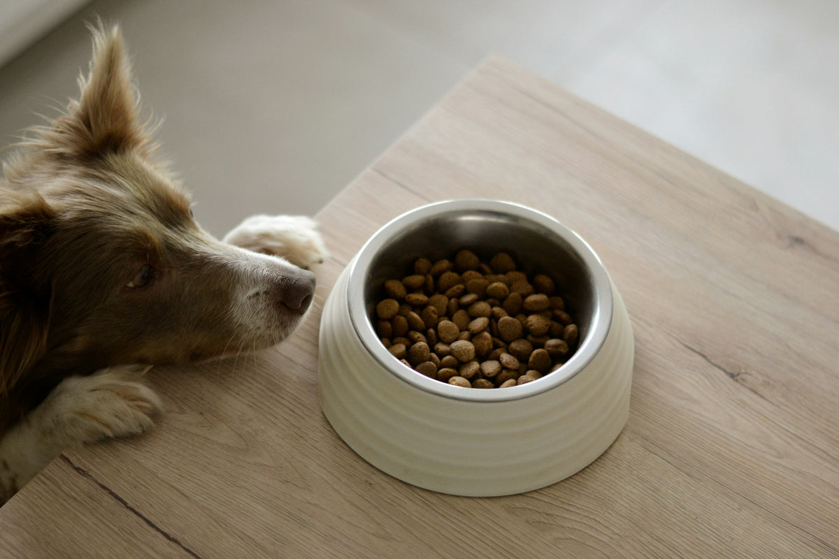 Nourriture probiotique pour chien en France — gouttes de probiotique liquide Pure Majesty Pets ajoutées à une gamelle