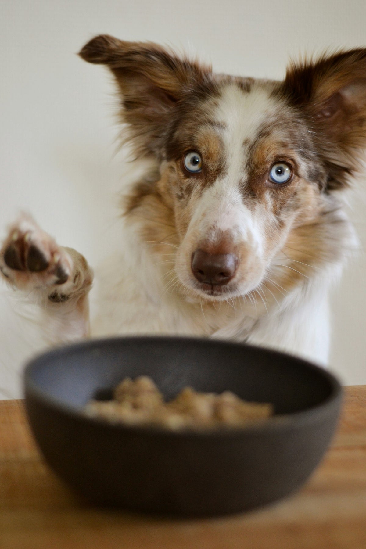 Probiotic dog food in a bowl next to a dog — does it deliver live cultures?