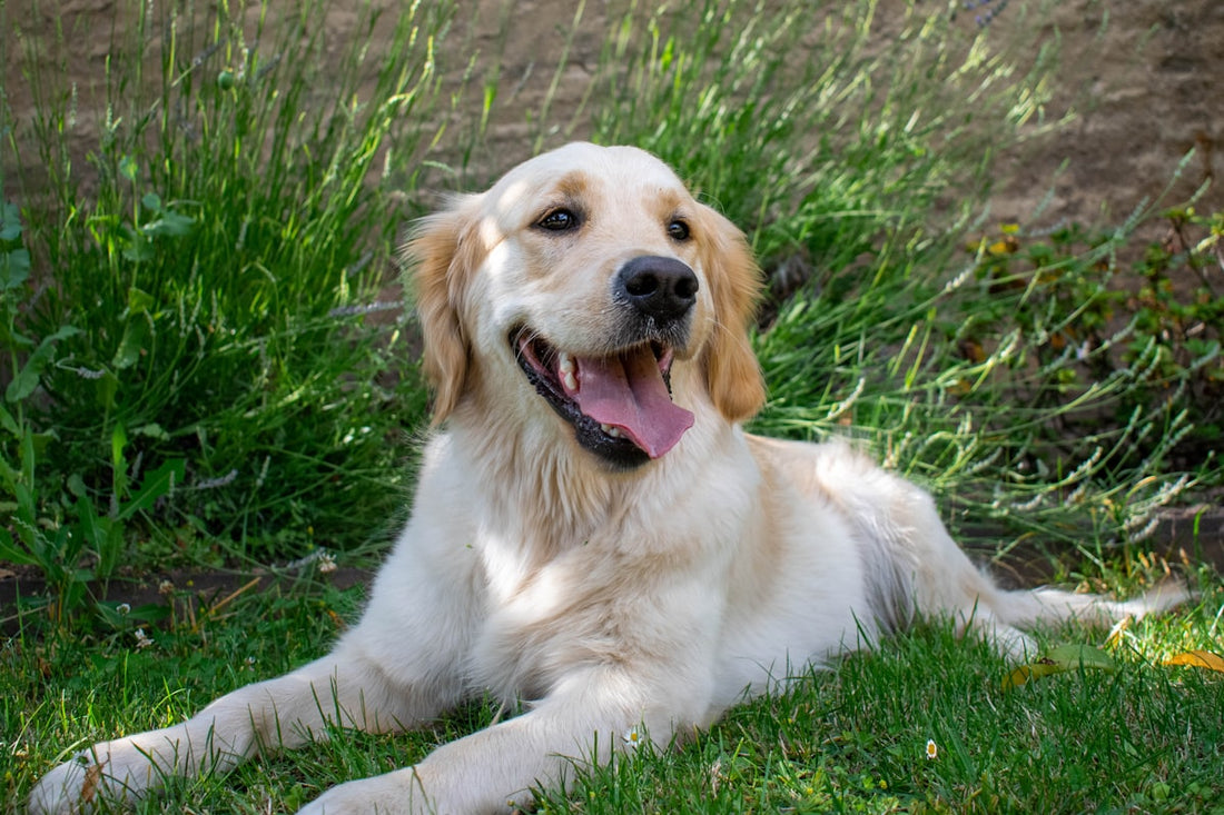A happy, healthy golden retriever on grass illustrating can dogs have probiotic yogurt for gut health