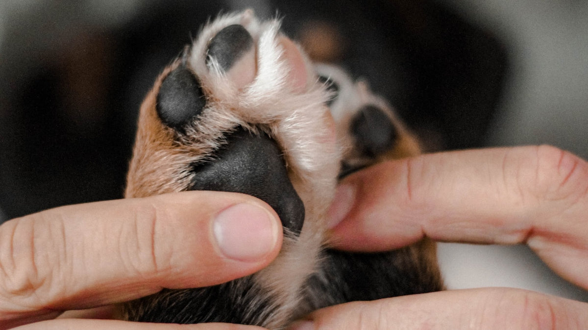 Gros plan de deux mains humaines tenant délicatement la patte d'un chien tricolore pour examiner l'articulation