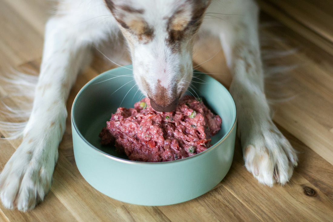 Healthy dog eating from a bowl, illustrating gut health and the best probiotic supplements for dogs in 2026