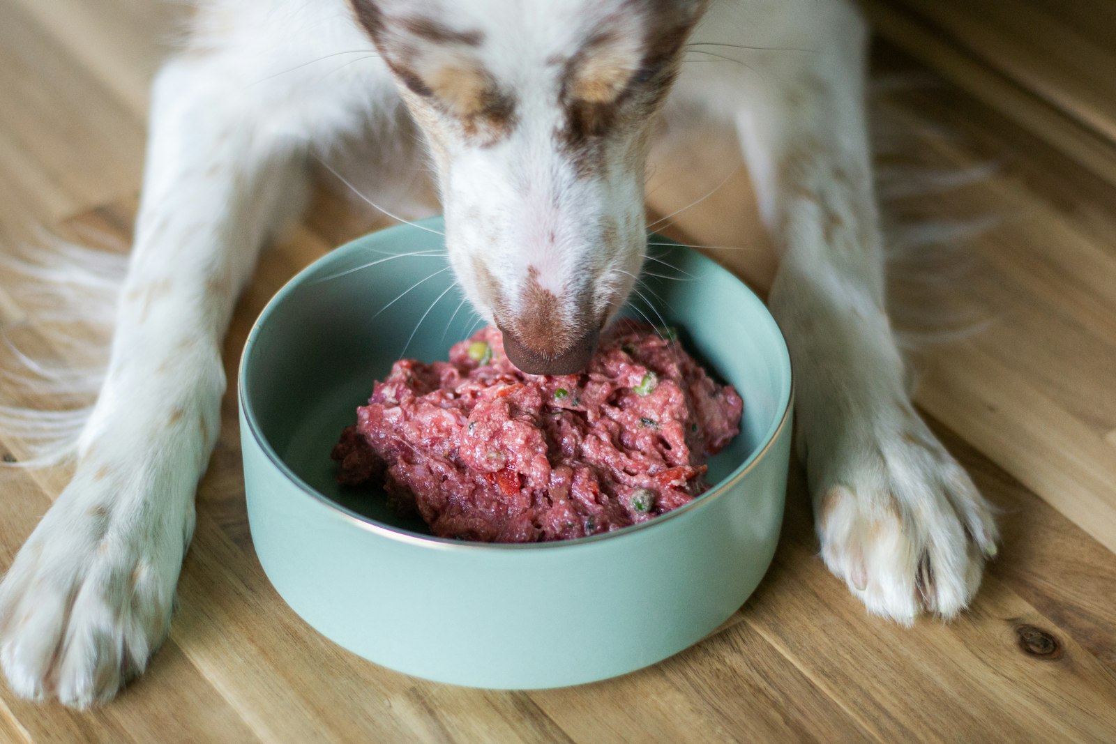Healthy dog eating from a bowl, illustrating gut health and the best probiotic supplements for dogs in 2026
