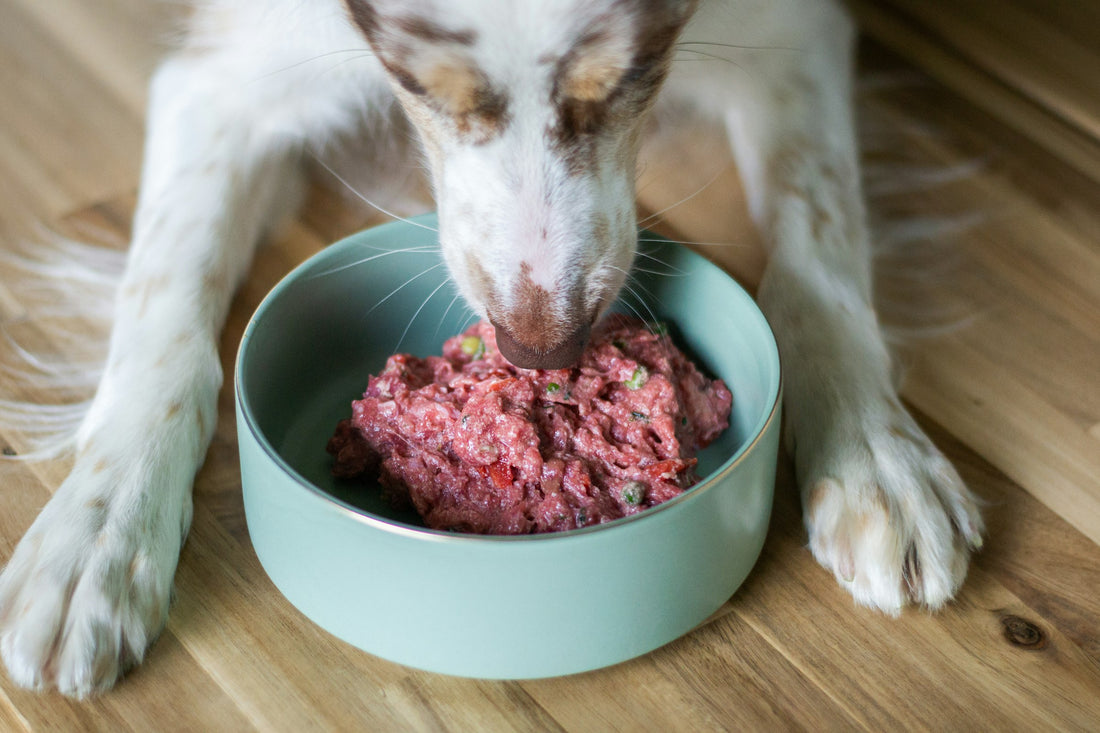 Border collie eating from a food bowl, illustrating a guide to Lactobacillus for dogs