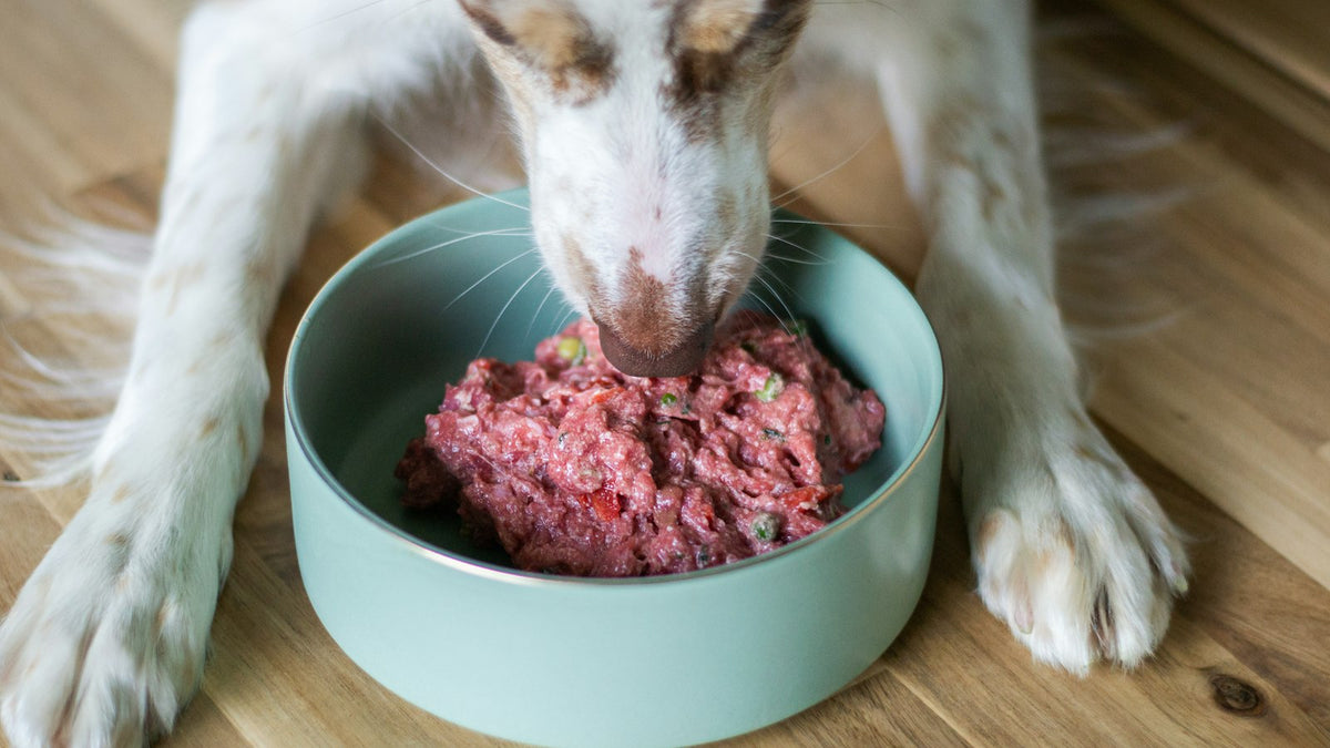 Perro mestizo descansando junto a su plato de croquetas, ilustrando el uso de Bacillus coagulans para perros