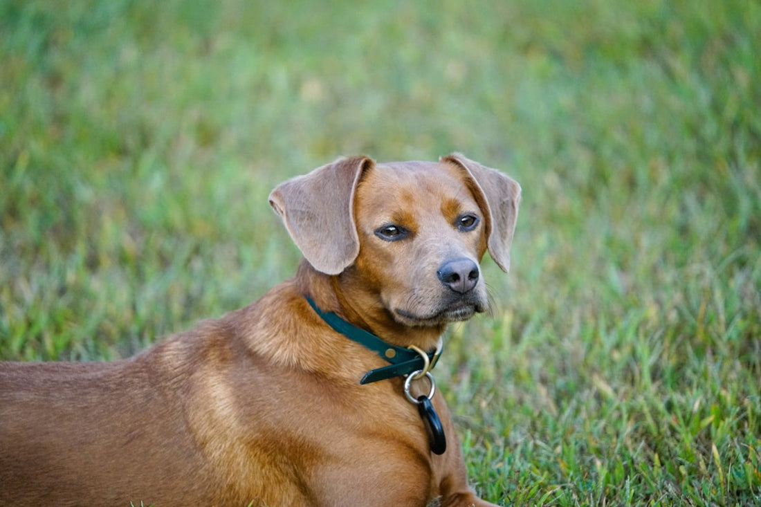 A brown floppy-eared dog lying on grass, a breed type prone to brown discharge dog ear infection
