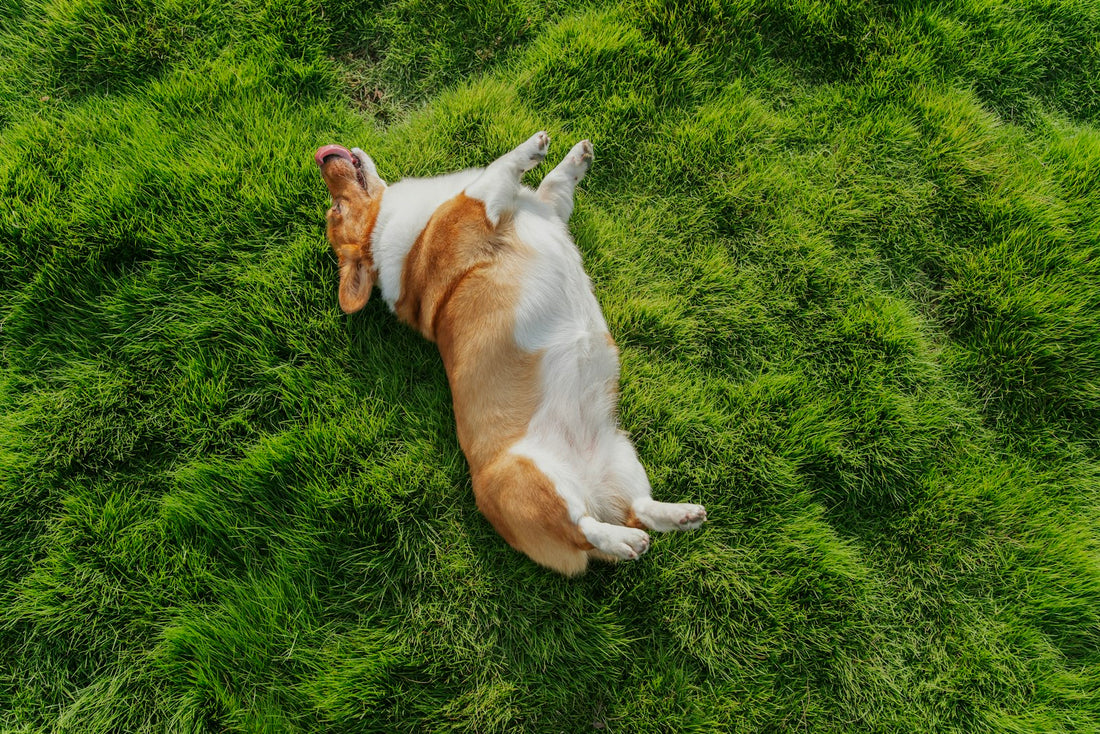 A happy, healthy dog outdoors — can dogs take human probiotics safely?