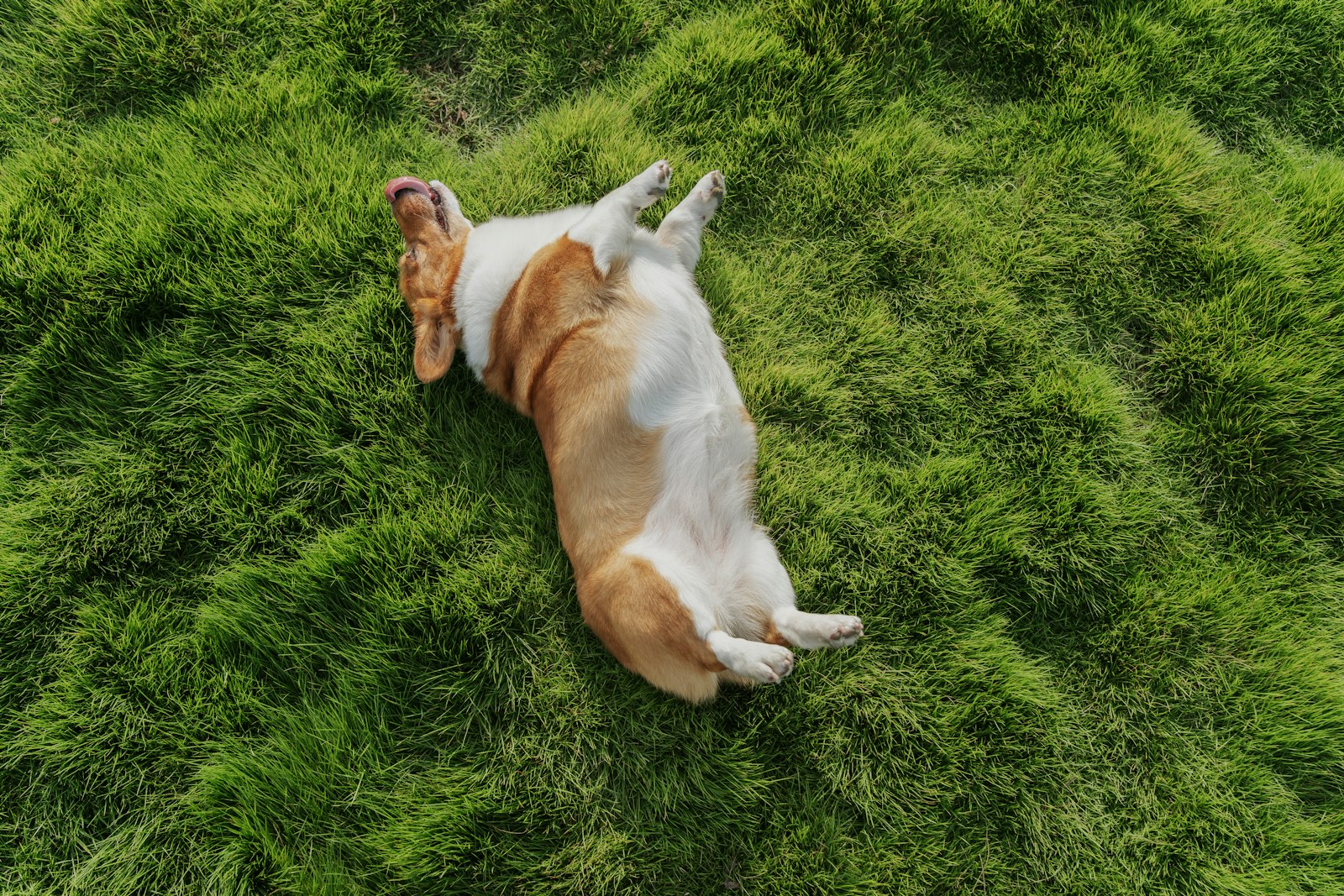 A happy, healthy dog outdoors — can dogs take human probiotics safely?
