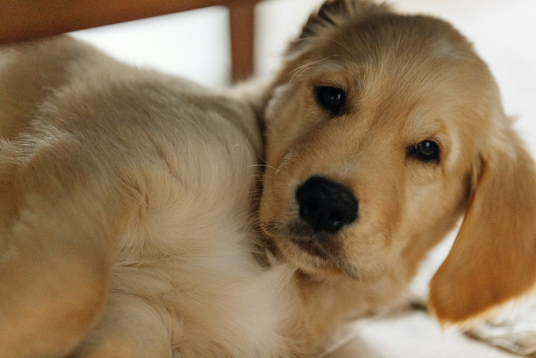 Golden retriever puppy lying calmly on a wooden floor, illustrating how long probiotics take to work in dogs