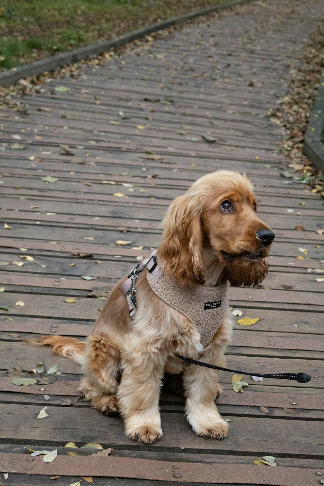 A floppy-eared cocker spaniel outdoors in Canada, a breed prone to brown discharge dog ear infection