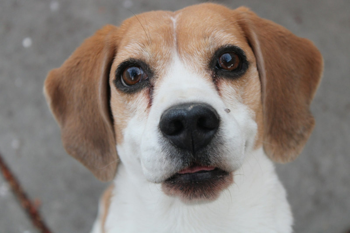 Close-up of a beagle's face illustrating a dog third eyelid showing in the inner corner of the eye