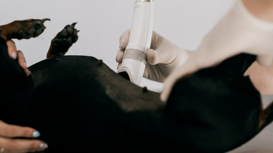 Primer plano de una mano enguantada apoyando un aplicador blanco sobre el costado de un perro negro tumbado de lado en una mesa de clínica veterinaria, con las patas delanteras sujetas