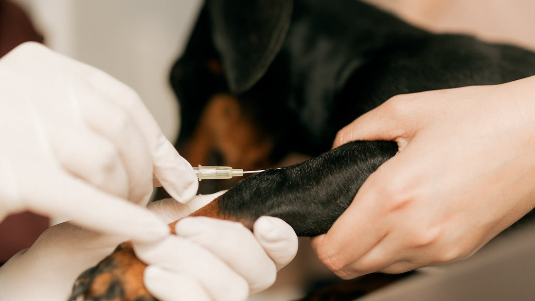 Gloved veterinarian inserting a needle into the foreleg of a black and tan dog held steady on a clinic table