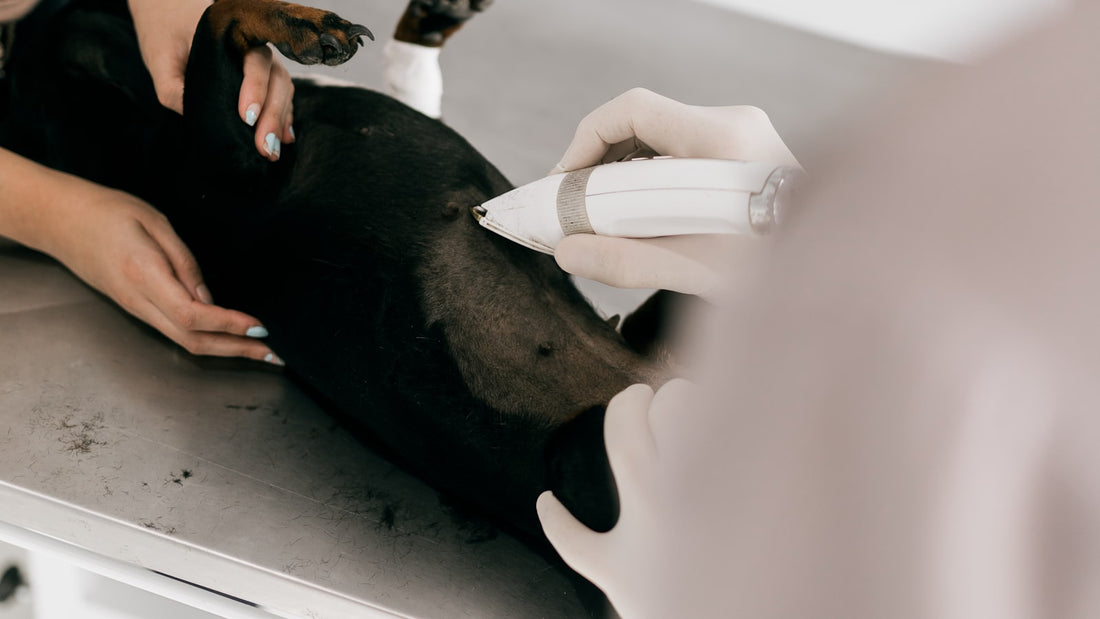 Tierärztin mit weißen Handschuhen führt ein weißes Handgerät an der Flanke eines schwarzen Hundes, der auf einem Edelstahl-Untersuchungstisch liegt, während eine zweite Person die Pfoten hält