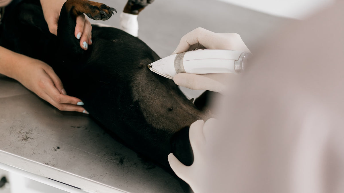 Tierärztin mit weißen Handschuhen führt ein weißes Handgerät an der Flanke eines schwarzen Hundes, der auf einem Edelstahl-Untersuchungstisch liegt, während eine zweite Person die Pfoten hält