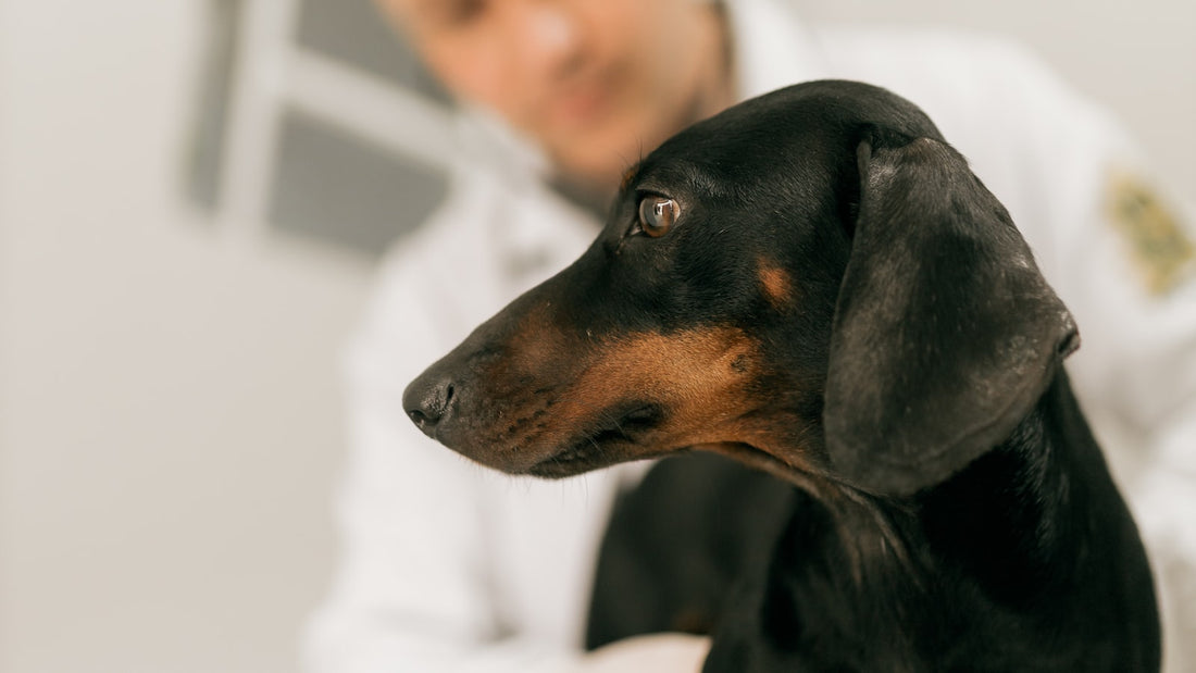 Perro salchicha negro y fuego de perfil, sostenido por un veterinario de bata blanca desenfocado al fondo en el consultorio