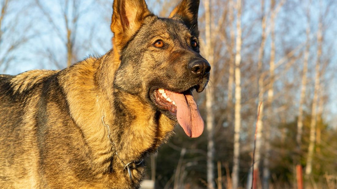 German Shepherd in bright sunlight, the breed most affected by pannus in dogs, with clear healthy eyes