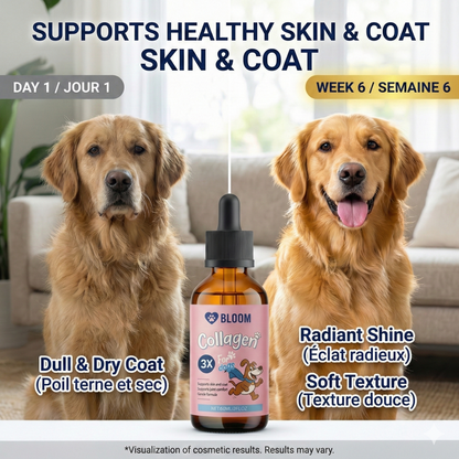 Before and after dog skin coat results with collagen drops – dull dry coat to radiant shine in 6 weeks – Pure Majesty Pets